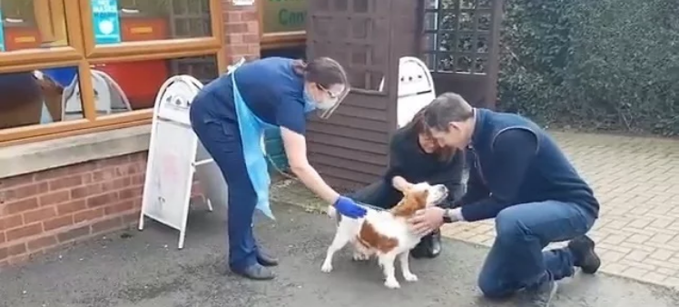 狗狗走失6年,惨被当繁殖犬,没价值后遭丢弃