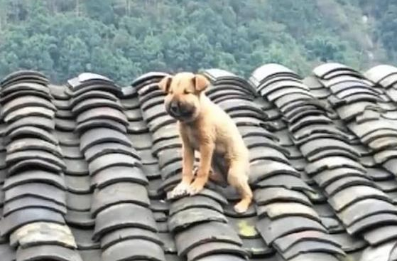 狗狗跑到房顶上捉蜜蜂,結果脸被叮肿,还下不去了,可伶又憋屈!