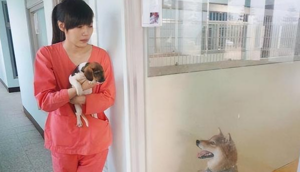 “美女兽医”简稚澄:给700只流浪狗安乐死后自杀