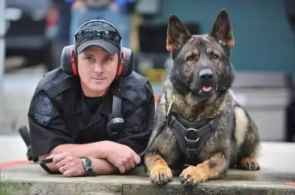 警犬电视剧属于什么类型 | 警犬不是狗,警花不是花,《警花与警犬》不一般