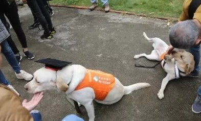 广州第一批导盲犬已上岗,以后地铁可见到狗狗!但不要围观乱摸拍照!