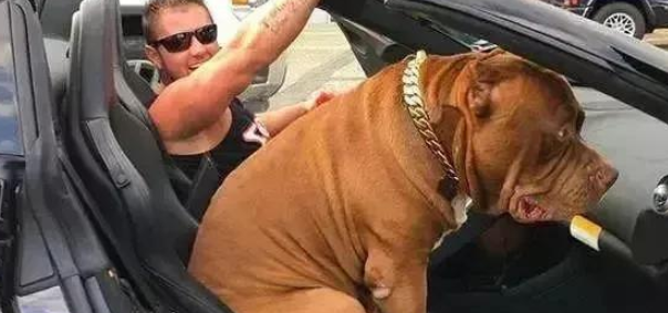160斤的巨型比特犬,力能拉车,主人因它成为百万富翁