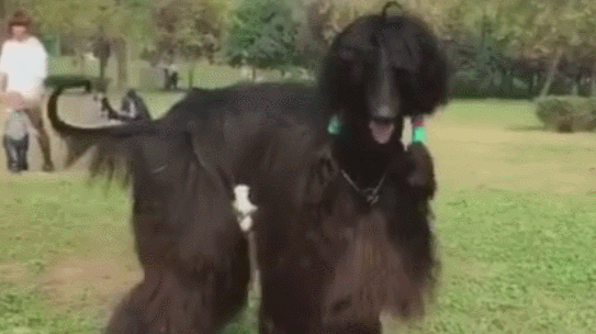 狗狗个子 高达二米 ,在公园造成 看热闹 ,那么 大个儿 太少见!