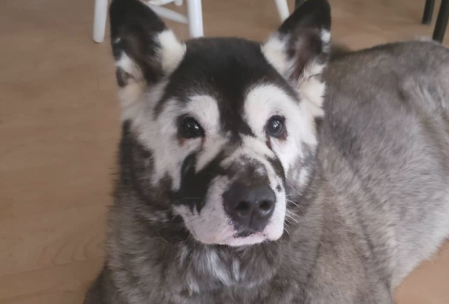 秋田犬长出花脸痛苦面具,5岁卒死,主人家留有千字哀悼