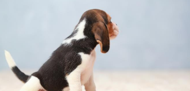 与听力有障碍的宠物如何相处?教会手语,不管是猫还是狗全适用!