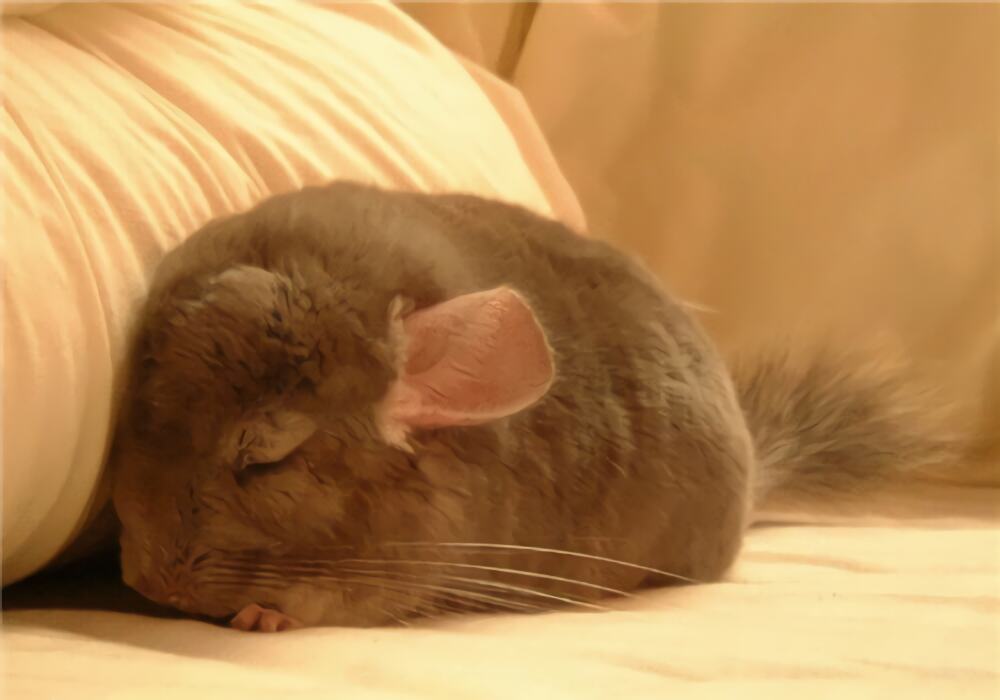 金斑龙猫身份信息