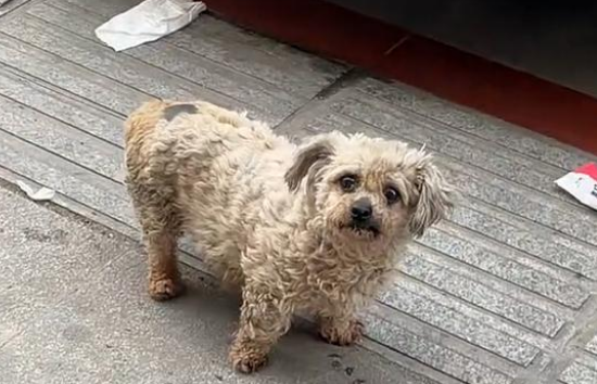 脏兮兮的流浪比熊犬,为食物极力讨好人类,跟踪后发现它竟然有家