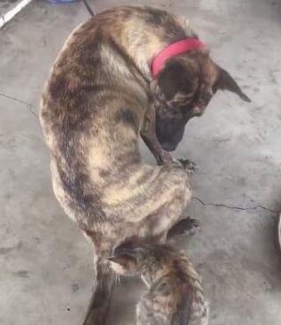 小黑猫把大黑狗当成了妈妈,竟然想要喝奶,女主人看到后羞红了脸