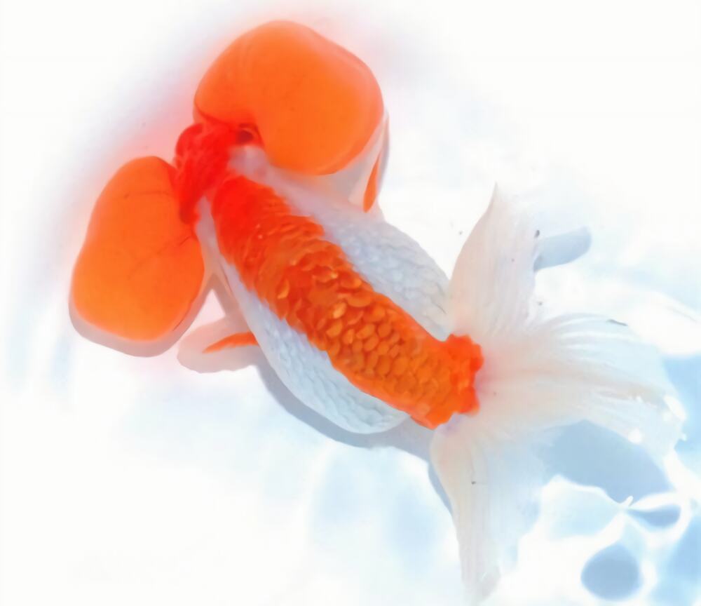 花水泡身份信息