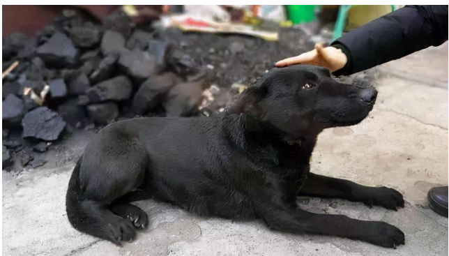 农村的土狗有多可爱?养过的人都知道!