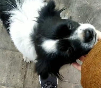 捡了只流浪犬,带回去后被老人说:养这类狗狗简直晦气,别养了