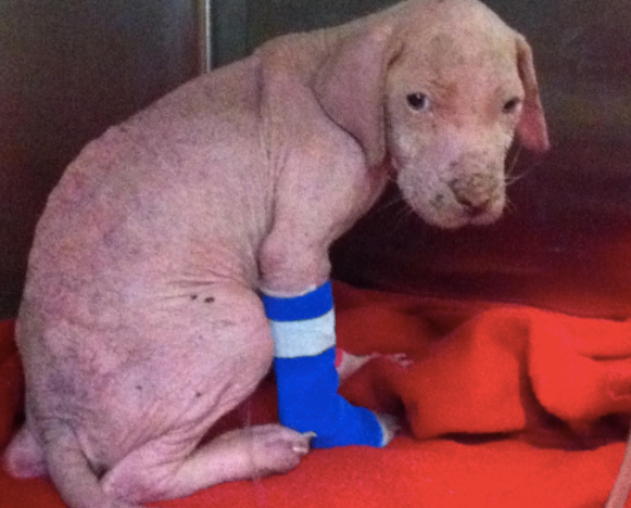 一个怕给狗花钱治病的人，却被它真情触动，自掏腰包成立爱心组织