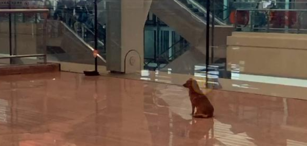 忠犬飞机场苦等主人一年,拿塑料瓶当玩具,它没等到主人却有了家
