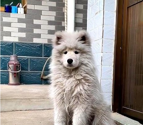 一只3年没冼澡的泰迪，有一些狗，真不适宜在农村养