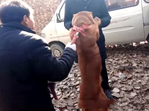 家里动迁搬到城区住,主人把金毛卖到狗肉馆,金毛的行为看哭人