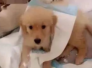 网购了一只金毛犬,快递到家时主人笑出鼻涕
