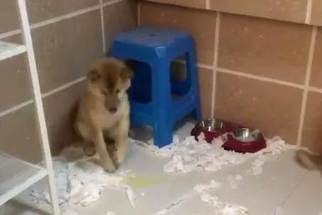 两条柴犬拆家被抓,一条积极承认错误,另一条狗狗简直傲娇出天际