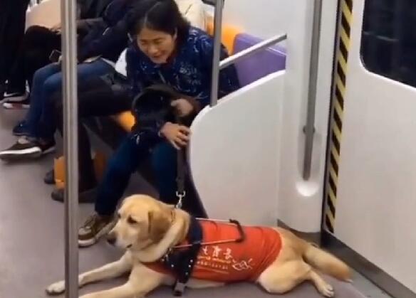 导盲犬带主人坐地铁,被乘客嫌弃太臭,表情很委屈,让人心疼