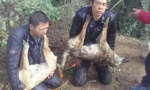 狗贩子入村偷狗,正巧被被村民逮个正着,处罚方法令人竞相关注