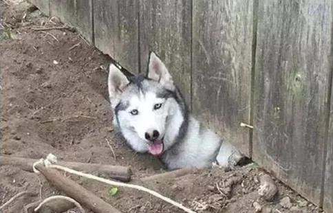 狗狗回乡过年前后大对比：你谁啊？我家狗呢！