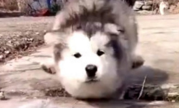 狗狗为接主人回家，一路高兴狂奔，下面这幕却把人笑坏掉！