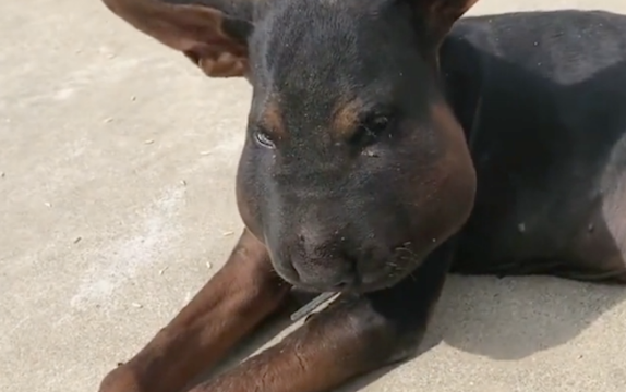 黑色狗狗被蛇咬伤后,脸都肿成了猪头,还以为是一头黑狗熊呢