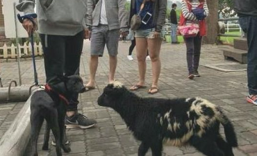 狗走在路上碰到只羊,吓得赶忙抱住主人大腿要抱抱,小怂样太搞笑了