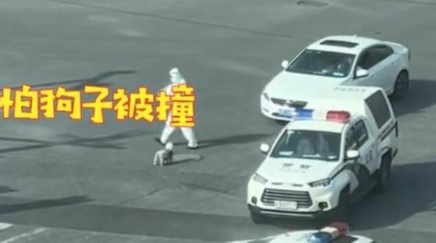 上海一只穿着背带的流浪狗找交警要吃的