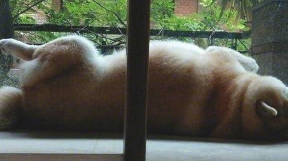 把柴犬送到父母家一段时间,去接的情况下惊倒,柴犬:不跟你回家了
