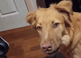 看到主人在游戏里撸狗，狗子气炸直接开骂，这是连电子醋都吃？