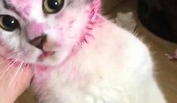 出门前让猫狗看着孩子,回来后主人看到猫狗的脸,气得脸都绿了!