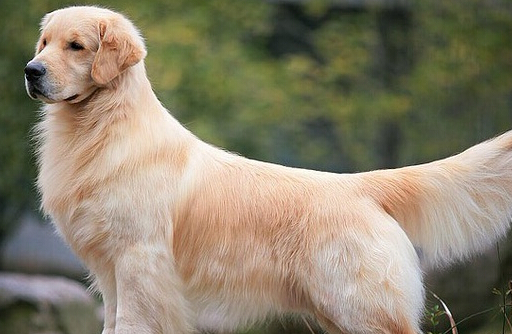 一条丢失的宠物犬 引发的案件