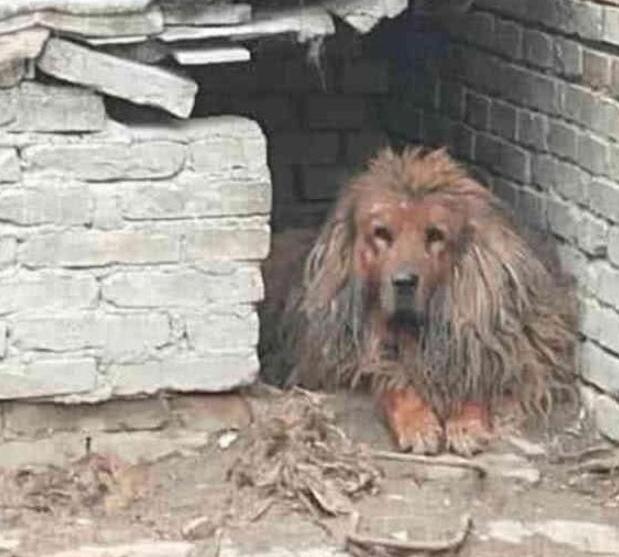 主人为了惩罚犯错的金毛犬,将其送到了农村,再见到已经不敢认