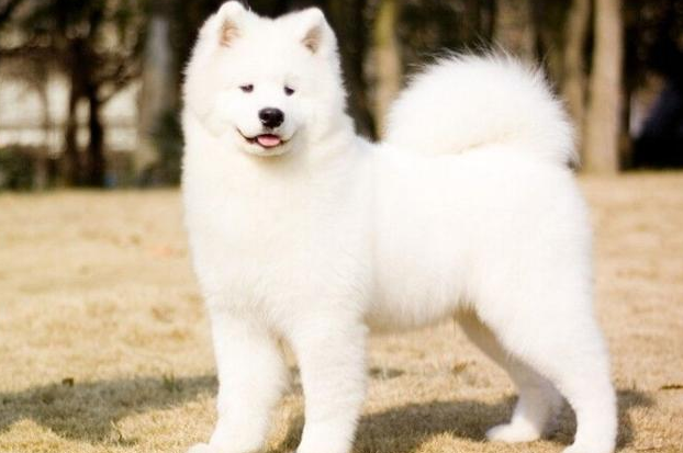 广东地区萨摩耶犬价格揭秘:1200元到8800元不等,谨防受骗