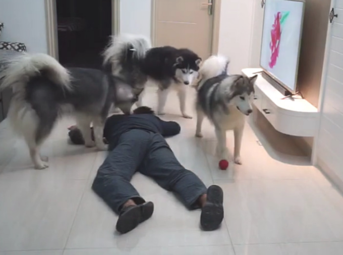 主人装作倒下检测狗子反映,三只狗狗却爱理不理:这货又病发了?