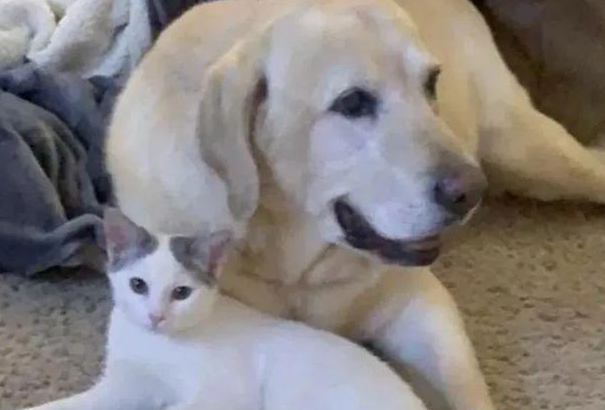 小猫被邻居遗弃,却被家中狗狗带回家:铲屎的看我多讲义气