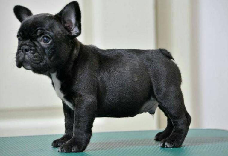 斗牛犬在立交桥上流浪，好心人：给它“找了个班上”