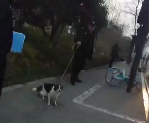 女主人违规遛狗遇到城管!把狗扔进河里差点冻死