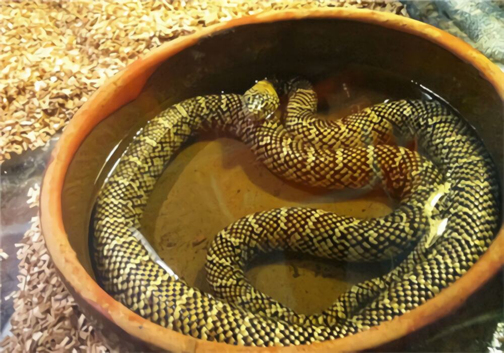 王锦蛇身份信息