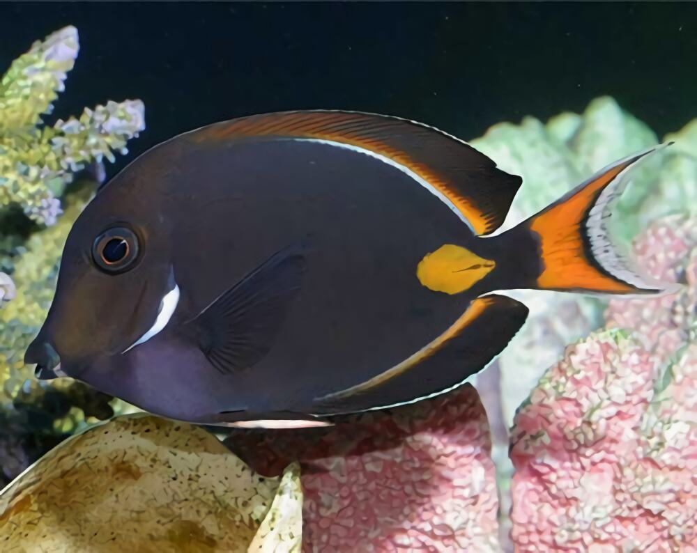 橙棘吊身份信息