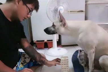 主人想教狗狗玩叠叠乐,规则都还没讲完,狗狗一掌就把它拍倒