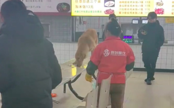 狗狗在学校食堂餐桌上舔食物,学生抱着碗躲避,是主任的?