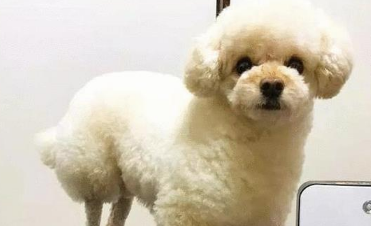 主人家给小狗剪了新造型,样子很讨人喜欢,网友:本来就是说一只小羊羔
