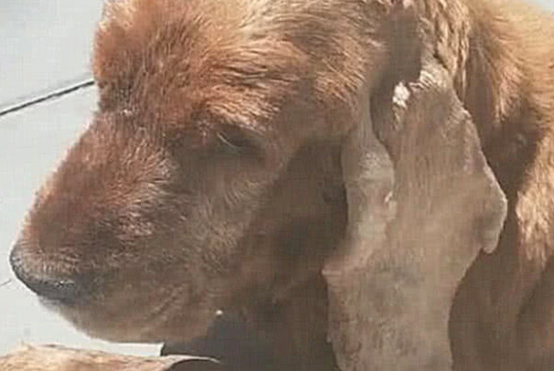 狗狗头顶给出朵小花,主人送去一查验,听见結果猛然瘫在地面上