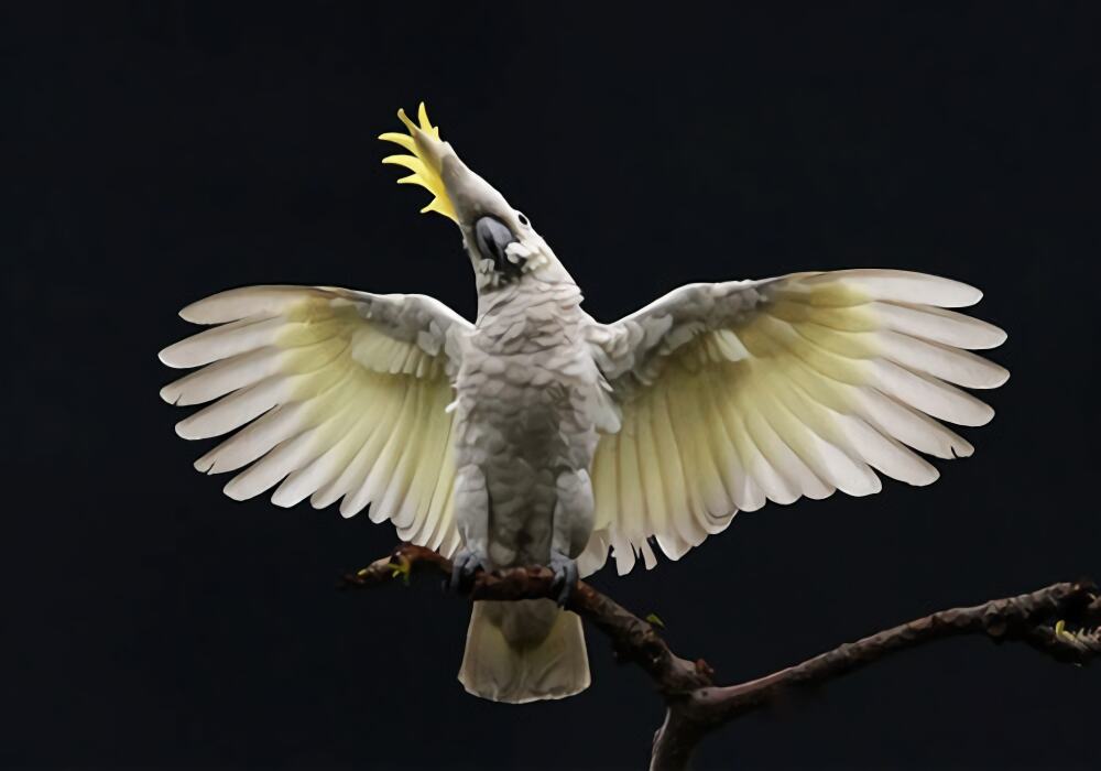 小葵花凤头鹦鹉身份信息