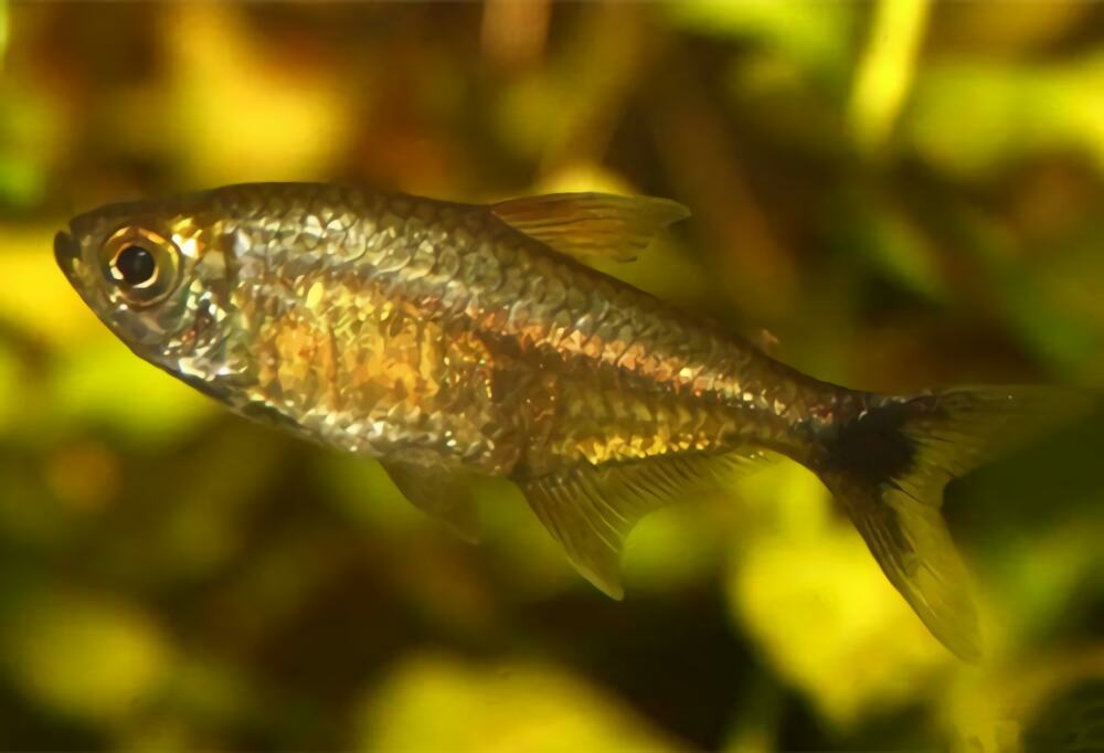 黄金灯鱼身份信息