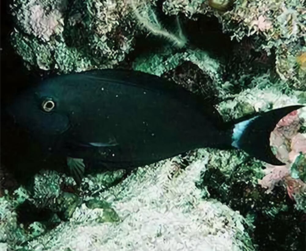 白鳍黑吊身份信息