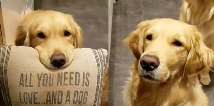 黄金猎犬为了吃 叼枕头向主人高调示爱