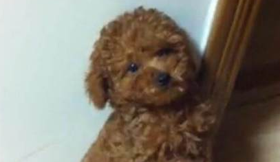 严肃认真主人训炼狗狗站起,当小泰迪伸直小身子骨的情况下,小表情会亮