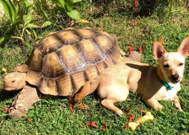 狗狗每天都会送礼物给它最好的乌龟朋友,然而对方……